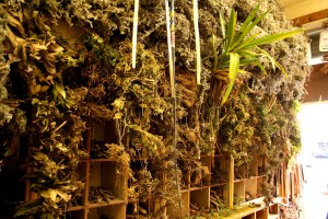 The plants in this particular shop seem to be growing right out of the walls.