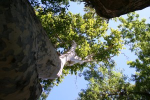 Outside of the well itself is where the most beautiful and interment feelings are found.  The shade of this and other giant trees are a great place to sit and ponder the past.